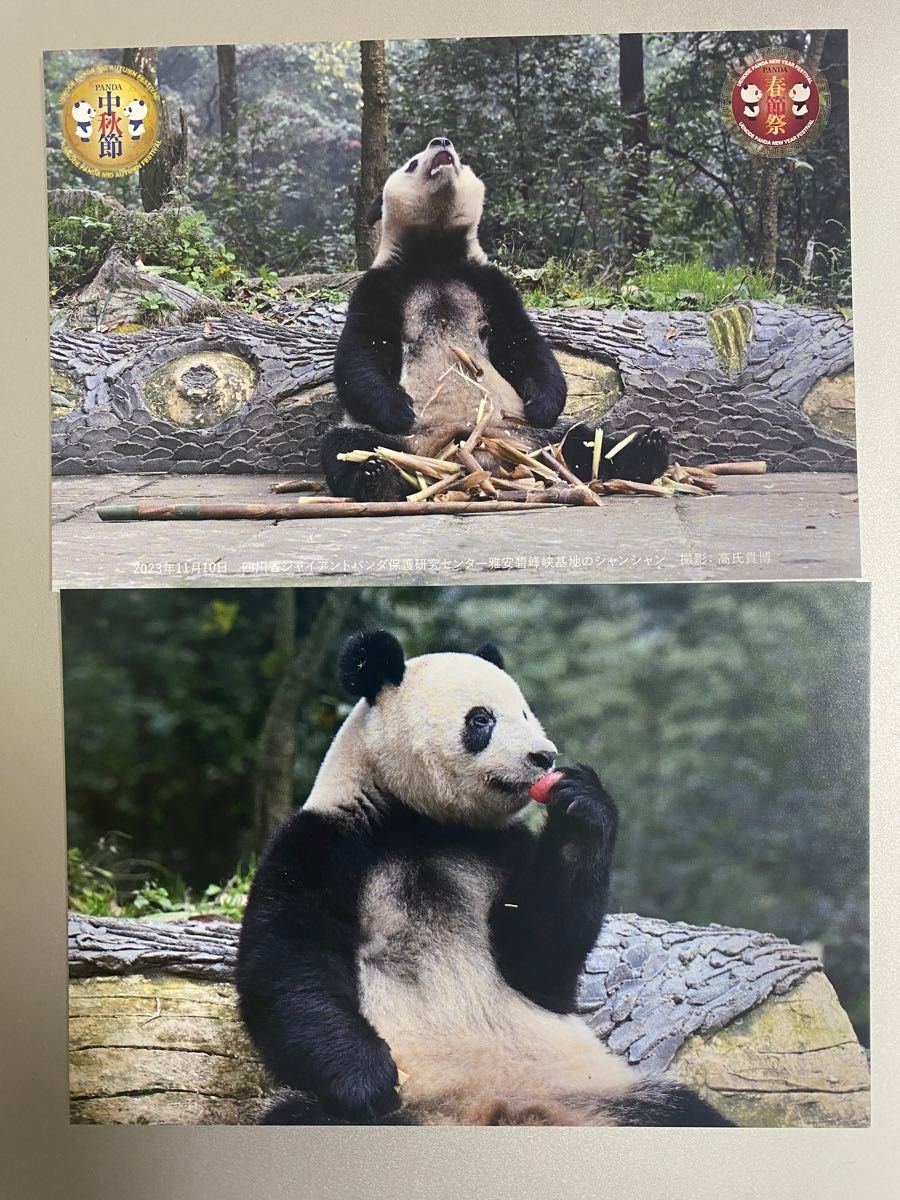 シャンシャン 高氏貴博 上野動物園 全種 春節祭2024 2枚 ポストカード 