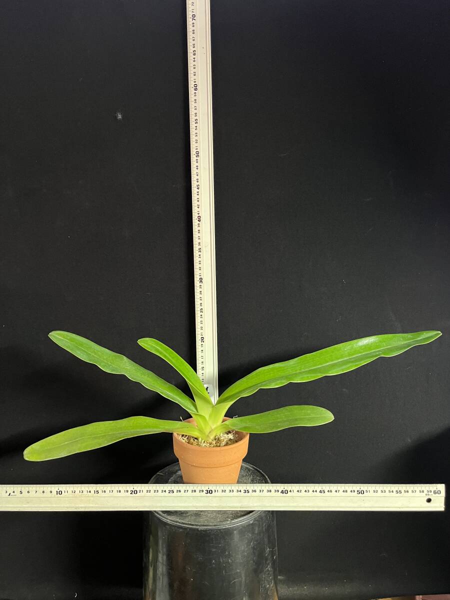 洋蘭　Paph.原種　THO　THO-2297 Paph.sanderianum ('Black Wing'FCC/AOS X Shih Yueh'SM/TPS)　ペタルの長さ１m以上_画像3