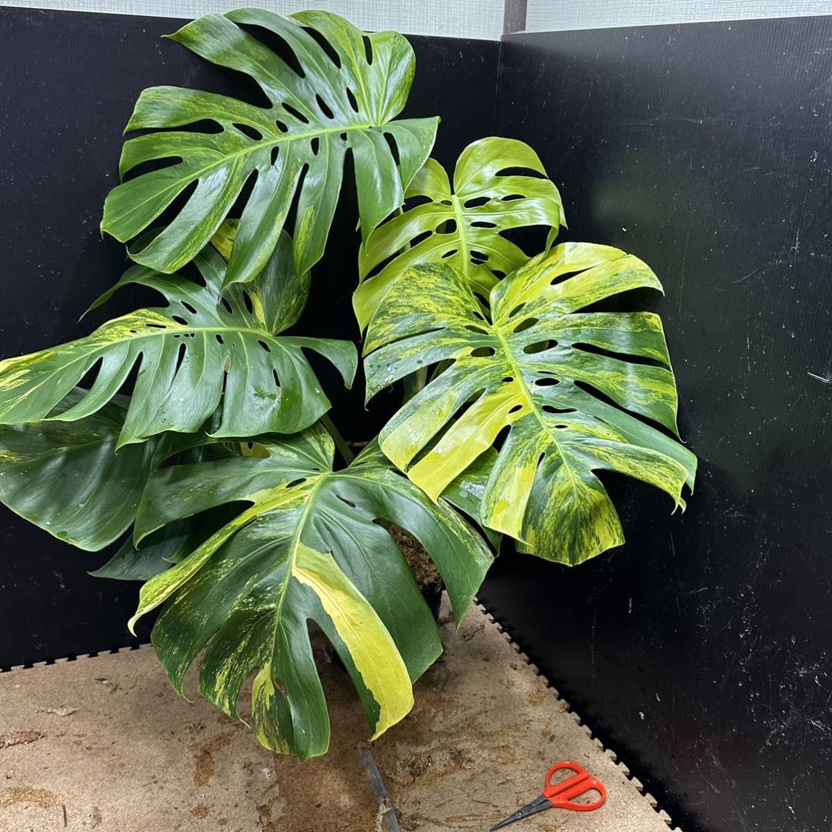 638 黄斑入り モンステラ ボルシギアナ 極斑 Monstera borsigiana f 638 黄斑入り モンステラ ボルシギアナ 極斑 Monstera borsigiana f