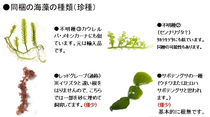 【北海道・離島不可】海藻４種（やや珍種）ＭＩＸ一袋　サボテングサ　カウレルパ不明種　レッドグレープ等【海水館】_画像2