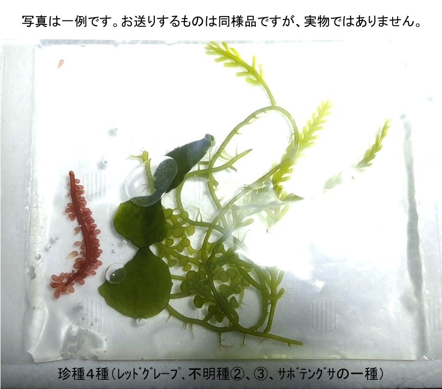 【北海道・離島不可】海藻４種（やや珍種）ＭＩＸ一袋　サボテングサ　カウレルパ不明種　レッドグレープ等【海水館】_画像1