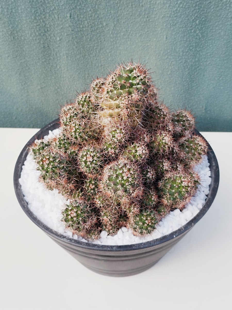 【特売】【ラスト一株】【インテリア】【現品】【群生】Mammillaria voburnensis マミラリア 紫丸 観葉植物　多肉植物　塊根植物　珍奇植物_画像8