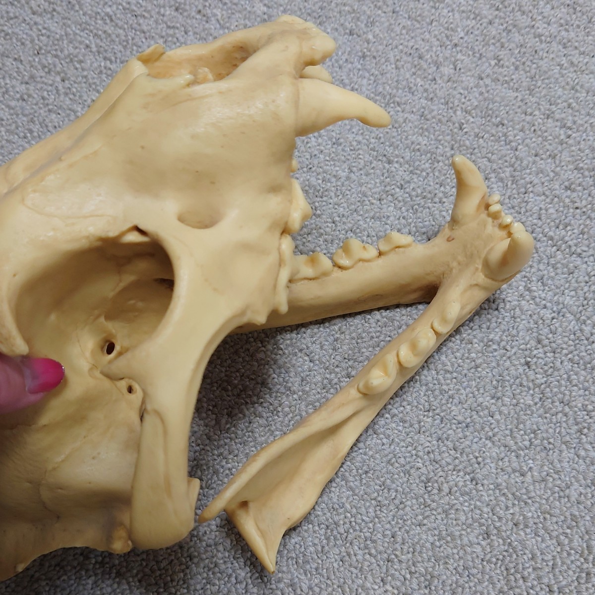 骨格標本 ジャガー ネコ科 ホネ 頭蓋骨 頭骨 スカル はく製 剥製 置物 オブジェ 骨董 _画像4