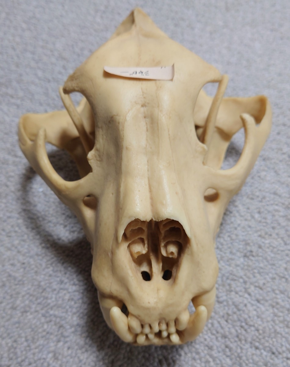 骨格標本 ジャガー ネコ科 ホネ 頭蓋骨 頭骨 スカル はく製 剥製 置物 オブジェ 骨董 _画像1