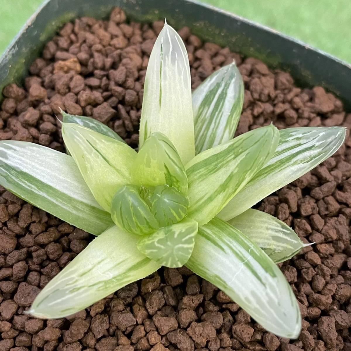 （≧∇≦）多肉植物 ハオルチア オブツーサ錦　花火　カキ仔_画像1