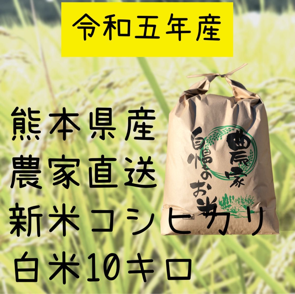 農家直送　令和5年産　新米コシヒカリ　白米10キロ　熊本県　送料無料