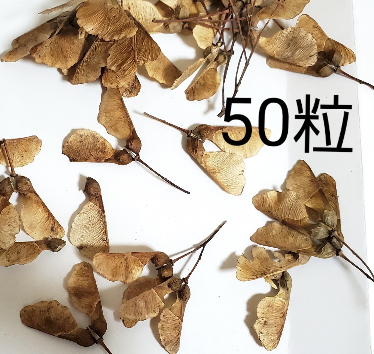 トウカエデ　種　50粒 　楓　紅葉　もみじ　盆栽　落葉樹　種子　苔玉　ガーデニング　実生用　2023 11月採取_画像1