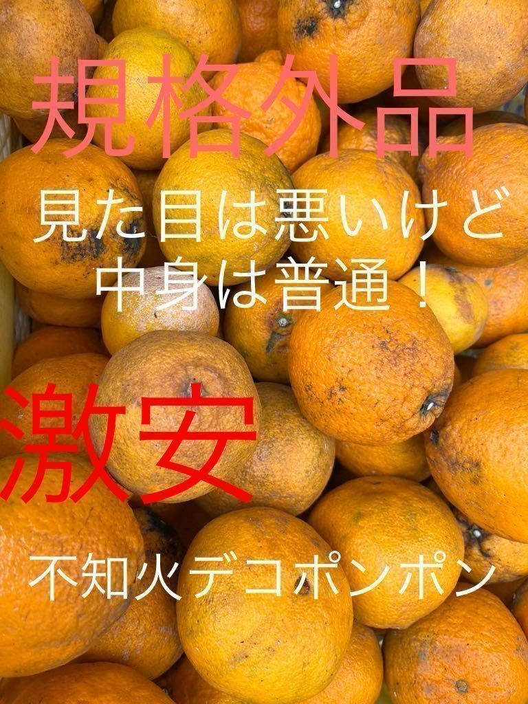 不知火　規格外　傷、シミあり10キロ　特産だもん！_画像1