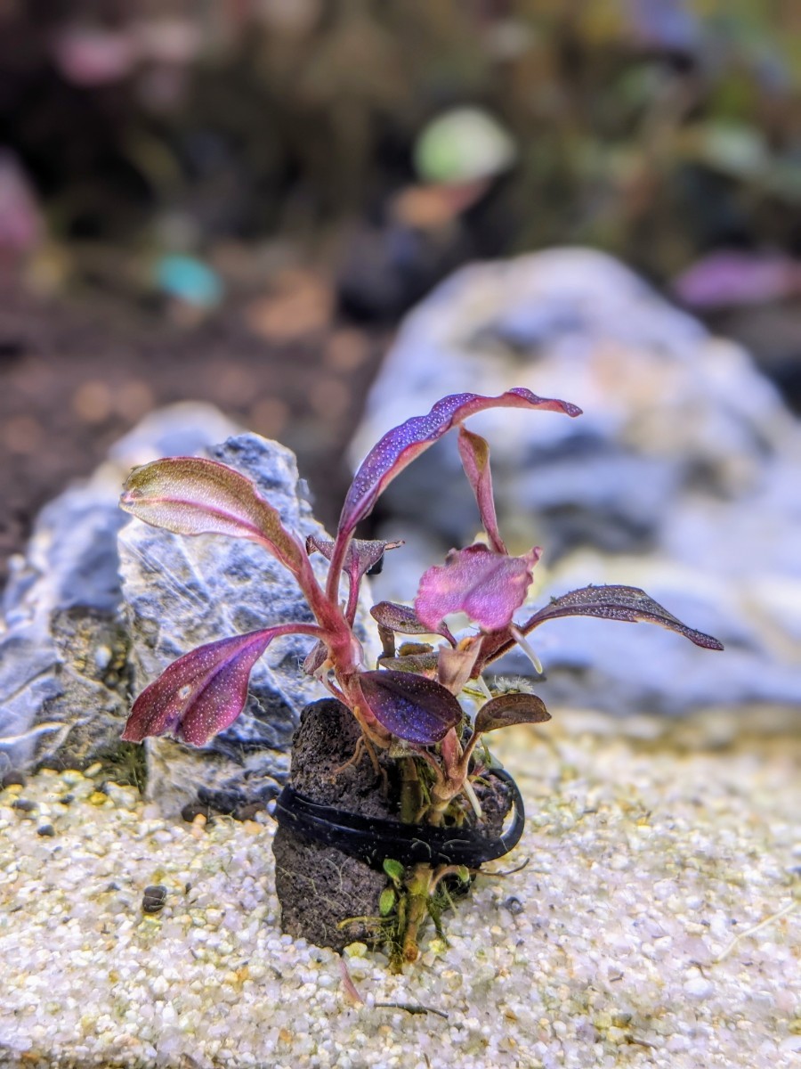 Bucephalandra 抓 sp. Mukaka 群生株 Bucephalandra 抓 sp. Mukaka 群生株