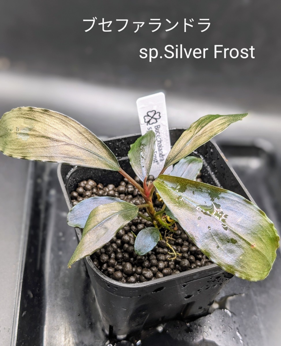 ブセファランドラsp Silver Frost(シルバーフロスト)水上株 ブセファランドラsp Silver Frost(シルバーフロスト)水上株