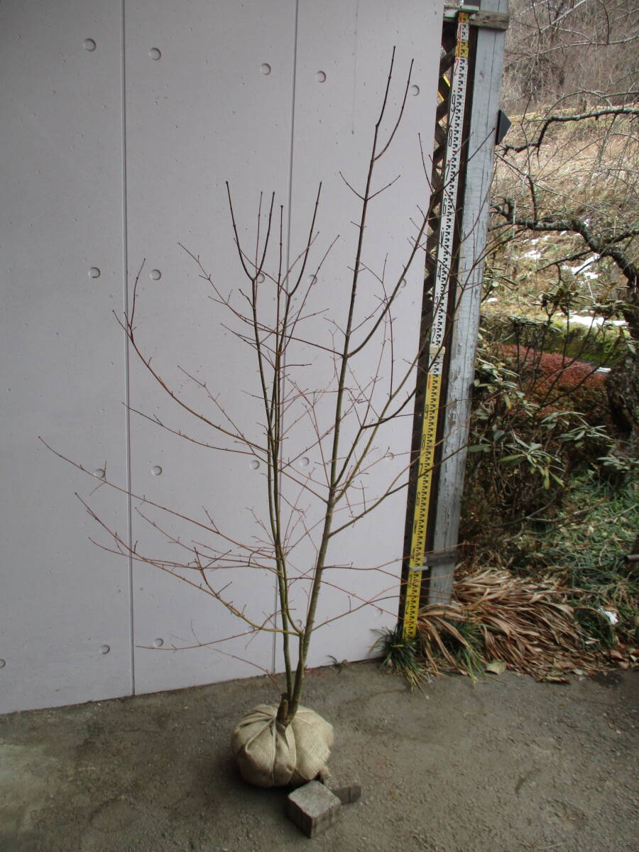  production person direct sale! *ko is uchiwa maple * height of tree 1.65m