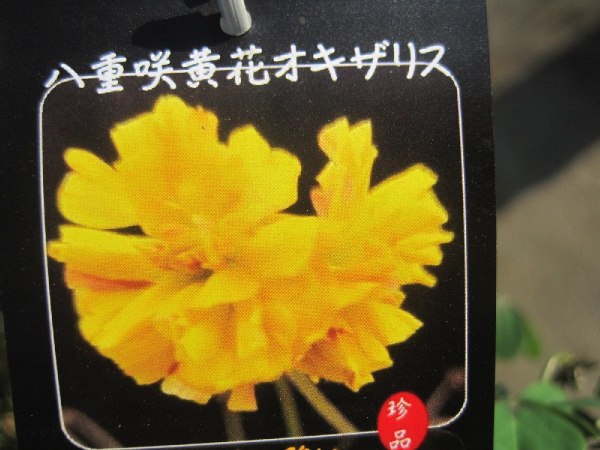 オキザリス　『八重咲黄花』　3.5号　花～つぼみ付_画像7