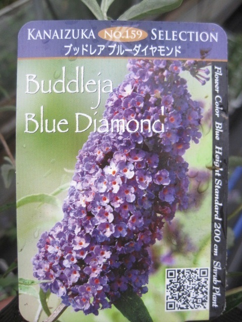 ブットレア苗　『ブルーダイアモンド』　10.5cmポット　耐寒性落葉低木　ミニタイプで1.5m程で香りも良い　即決_画像1
