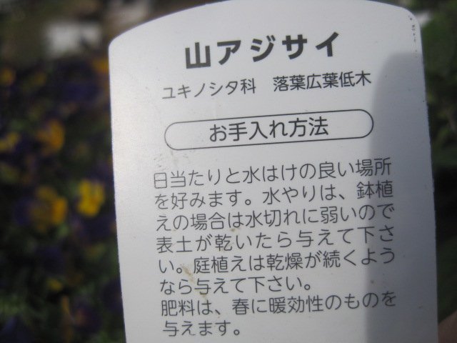 山アジサイ　『藍姫』　１２センチポット　紫陽花_画像3