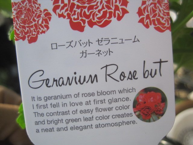 ゼラニウム苗　ローズバット『ガーネット』　3.5号ポット_画像4