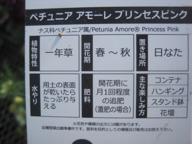 ペチュニア苗　栄養系『アモーレ　プリンセスピンク』　3.5号ポット　ｓｋ_画像9