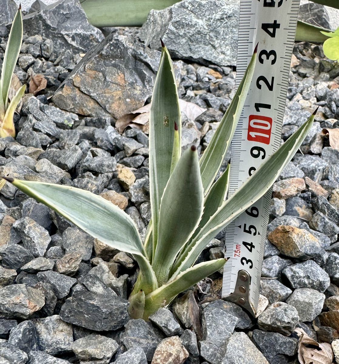 フイリウスバリュウゼツラン アガベ 多肉植物 吹上 地植え 耐寒性 ドライガーデン フィリAgave _画像5