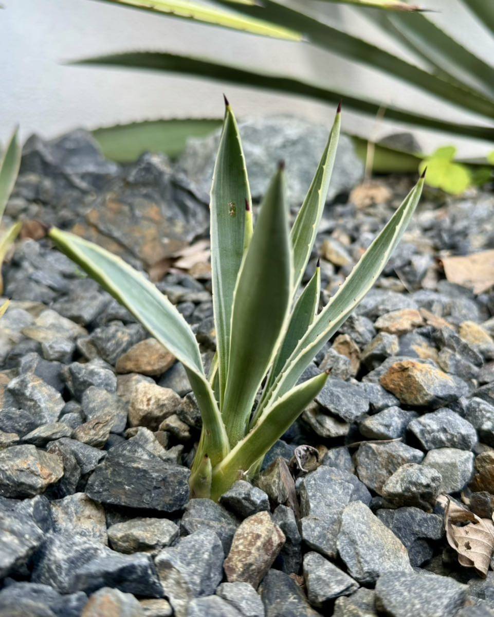 フイリウスバリュウゼツラン アガベ 多肉植物 吹上 地植え 耐寒性 ドライガーデン フィリAgave _画像2