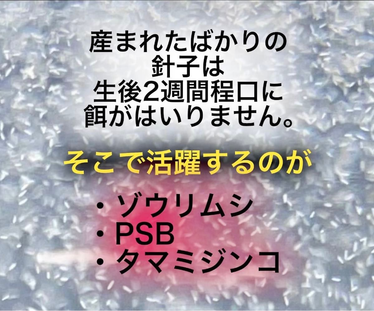 ゾウリムシ  種水   エビオス錠   めだか 卵   針子に   PSB   生クロレラ  バクテリア