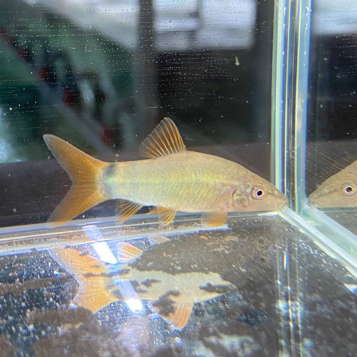 レッドテールボティア　5cm＋ 5匹　[23041]　不二熱帯魚_画像1