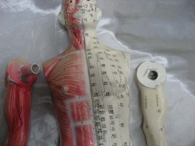 人体模型 経穴 人形 人体模型 ツボ 鍼灸 整体 整骨院　全長約84cm　現状品　直接引き渡し対応　②_画像7