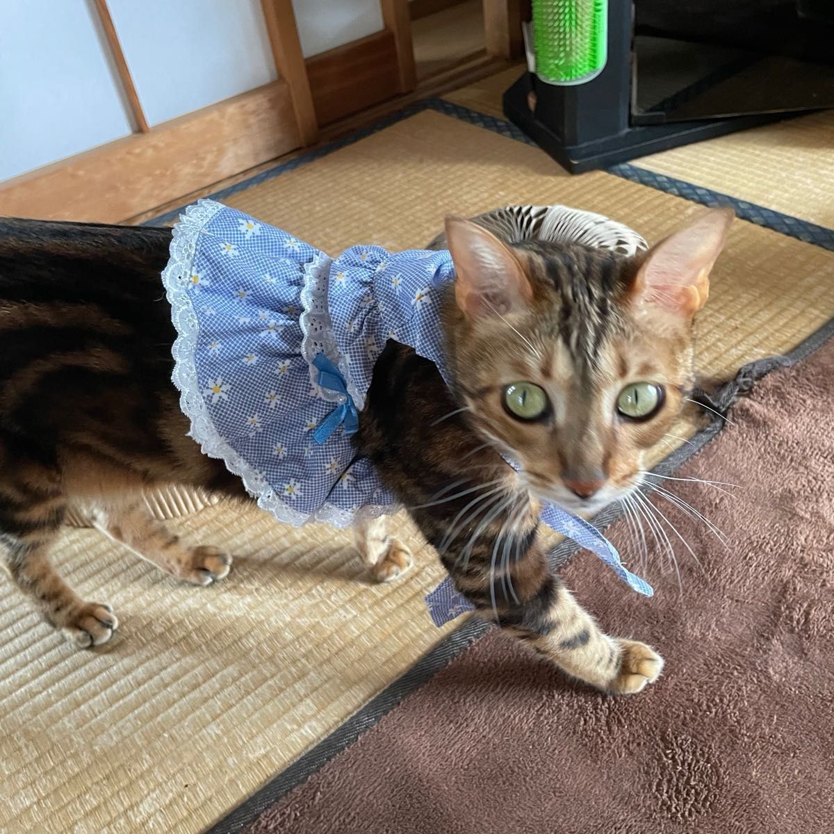 5枚セット　ペット犬　猫　エチケットパンツ　夏服