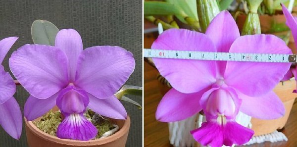 洋蘭カトレア原種 c.walkeriana 実生株 蕾付＆1作開花予想株 2鉢セット_画像4