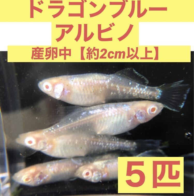 沖ちゃんメダカ【送料無料】産卵中　ドラゴンブルー　アルビノ　メダカ　王の瞳　5匹　成魚　若魚　光体型_画像1