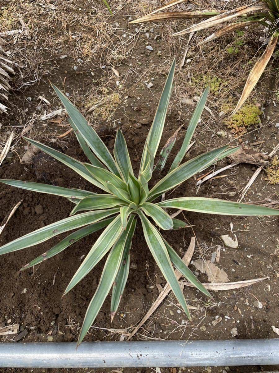  yucca Glo rio sa Varie ga-ta. entering enduring cold . minus 7*C