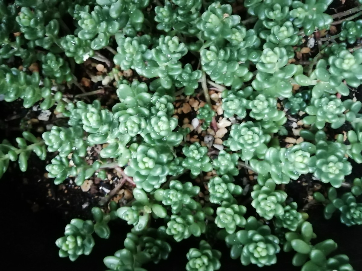 多肉植物 　タイトゴメ　カット苗　7本　_画像1