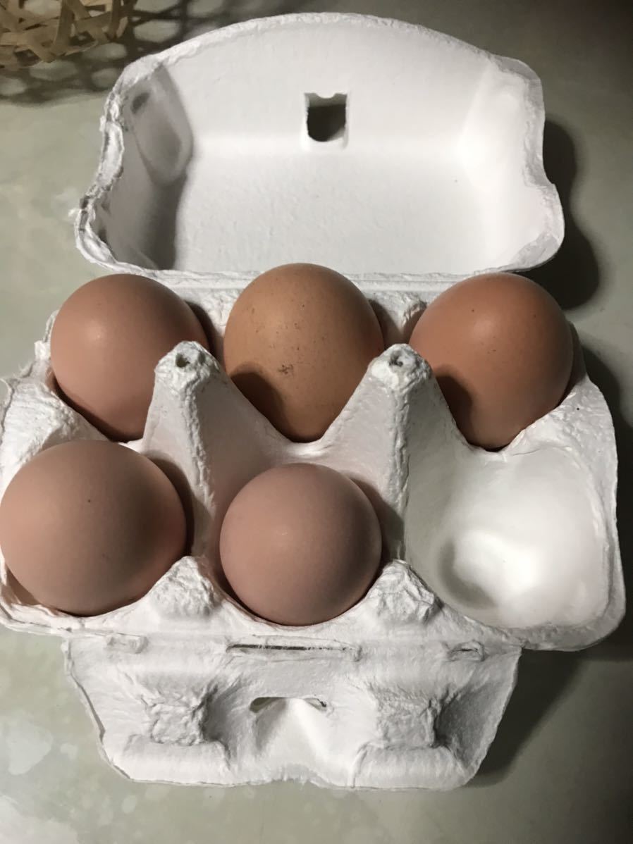 【食用】 有精卵 ５個  ニワトリ 卵 鶏 家畜 地鶏  平飼い 未使用の画像1