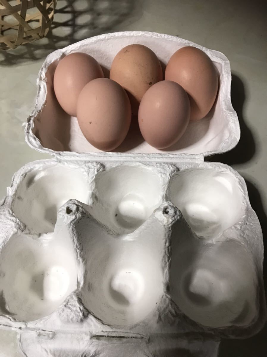 【食用】 有精卵 ５個  ニワトリ 卵 鶏 家畜 地鶏  平飼い 未使用の画像3