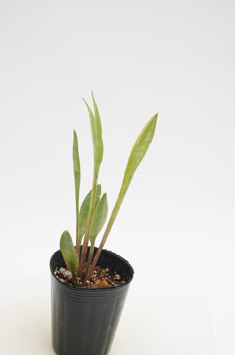 ★TO★サンセベリア/サンスベリア・コンキンナ（スモールスプーン）Dracaena(=Sansevieria)concinna　ドラセナ　3号ポット苗　60サイズ_画像1