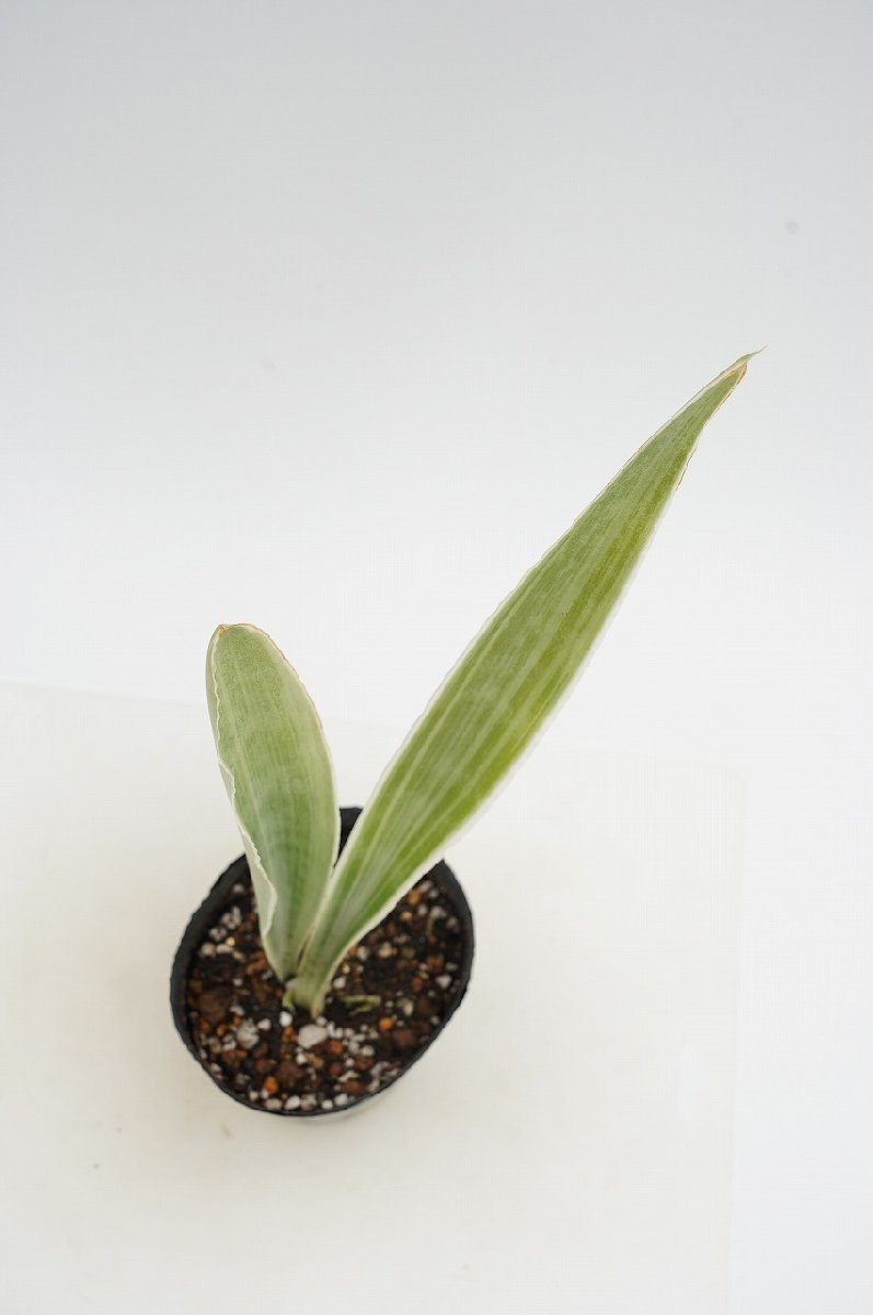 ★TO★珍種 希少種 Dracaena (Sansevieria) guineensis ’Manolyn'　ドラセナ（＝サンセベリア）マノリン　サンスベリア 3.5号苗 80サイズ_画像2