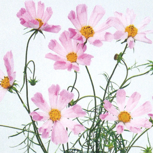 【花の種】３０粒 コスモス　ハミングバードピンク　珍しい筒状こすもす　秋桜　４種郵便で発送_画像1