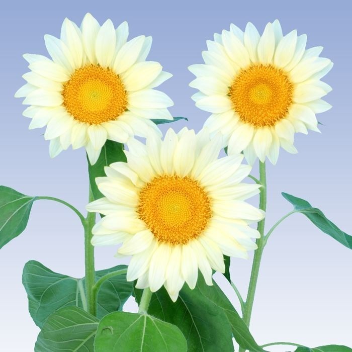 【花の種】珍しい白いヒマワリ　ひまわり　ホワイトムーン　３０粒　花びらが白系　４種郵便のみ送料無料_画像1