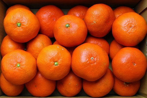 【限定2箱】話題のみかん 香川県産 小原紅早生みかん Lサイズ 約5kg 1円スタート！_画像1