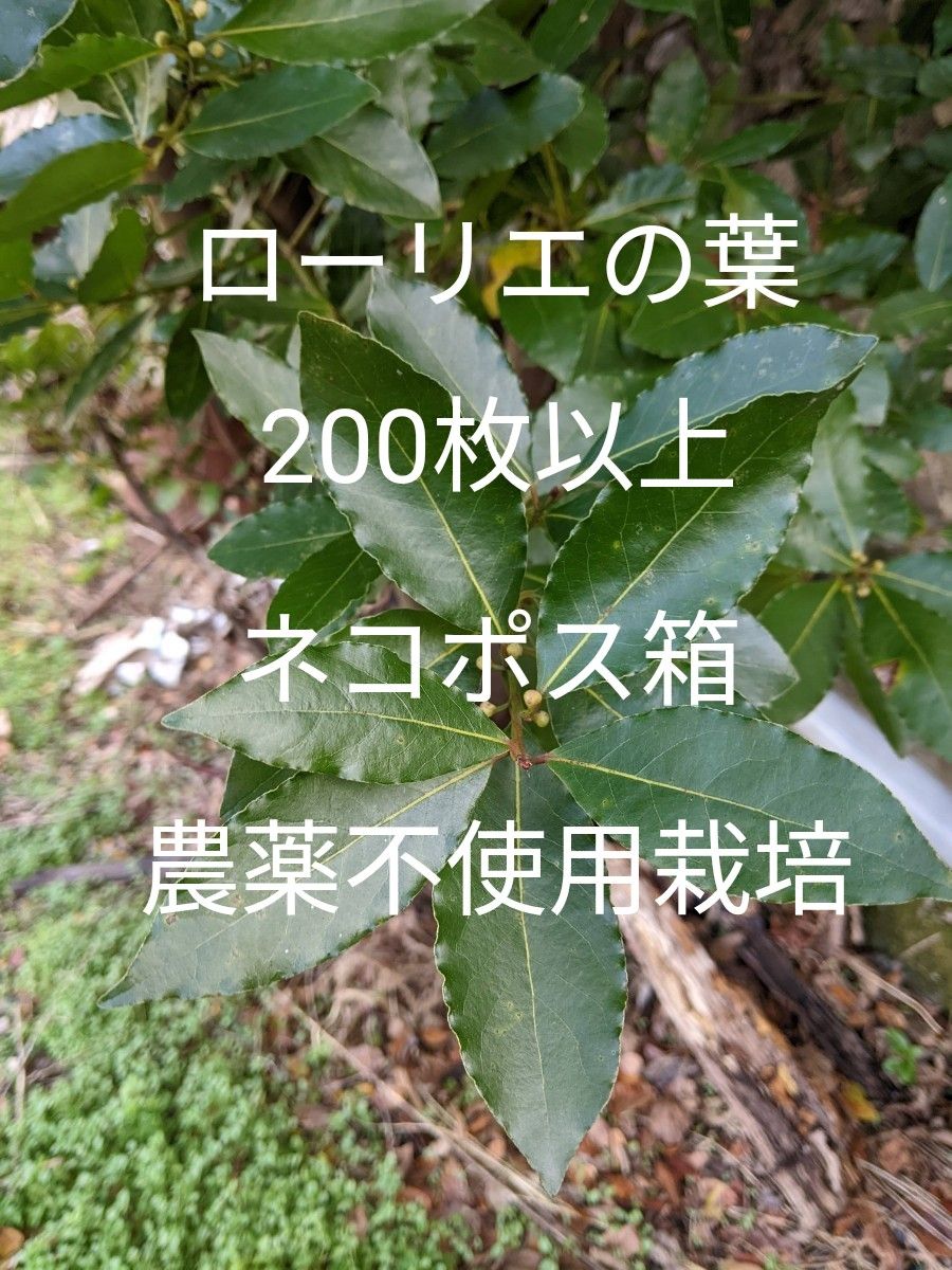 1.岡山県産  ローリエの葉  200枚以上  ネコポス箱  農薬不使用栽培