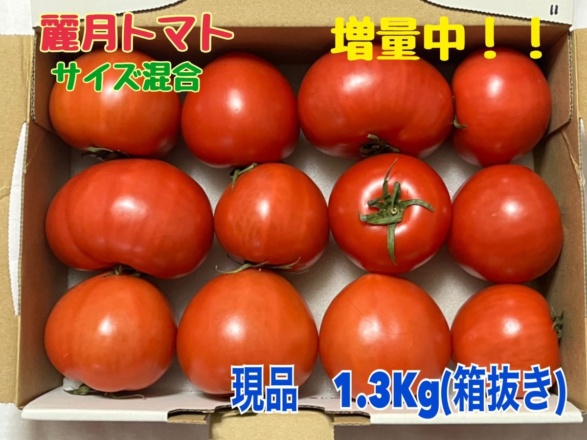農家直送！！麗月　大分県産トマト(サイズ混合)☆1.3Kg☆11_画像1