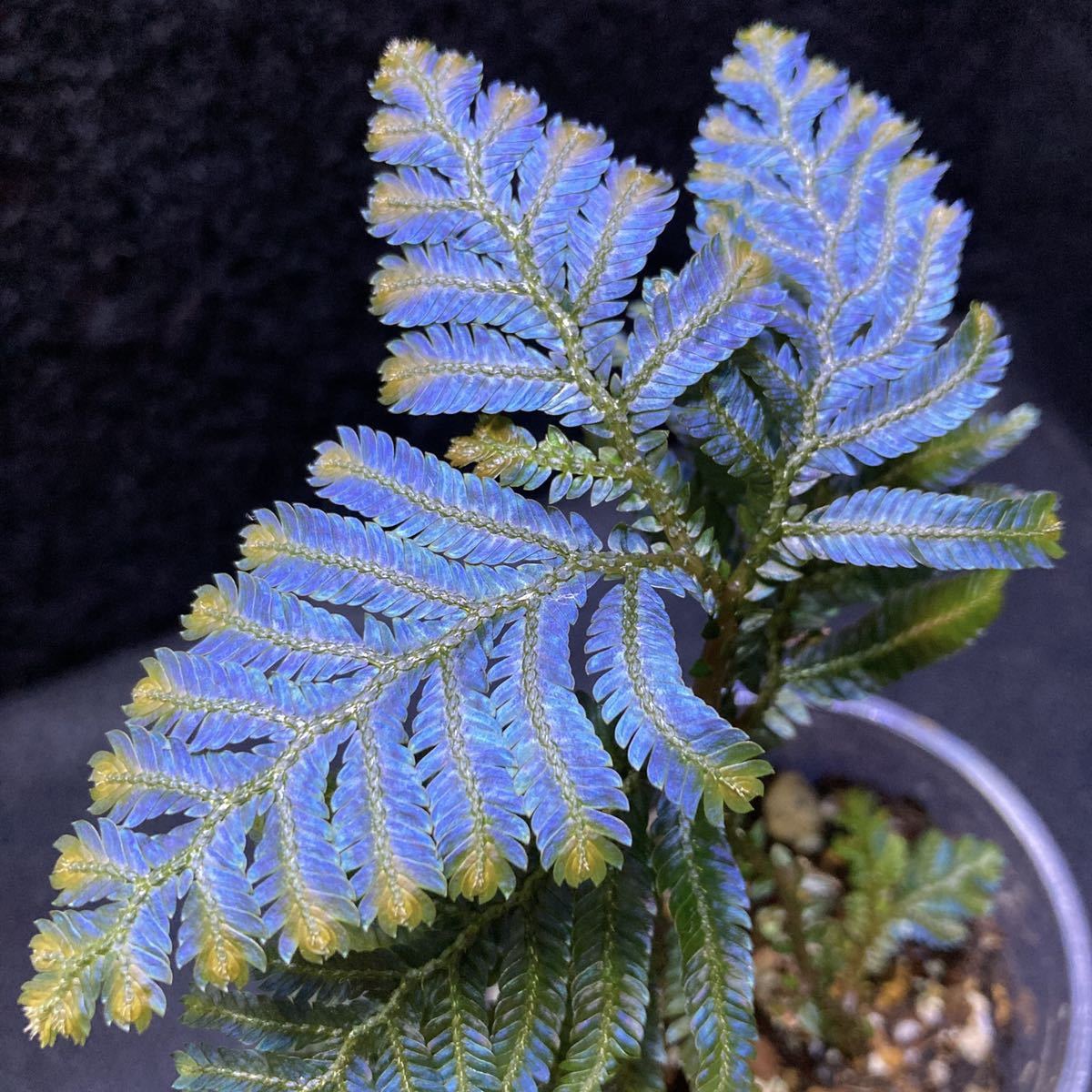 【青光り！】セラギネラsp サラワク州産　selaginella sp.sarawak 熱帯植物　シダ　セラジネラ　_画像1