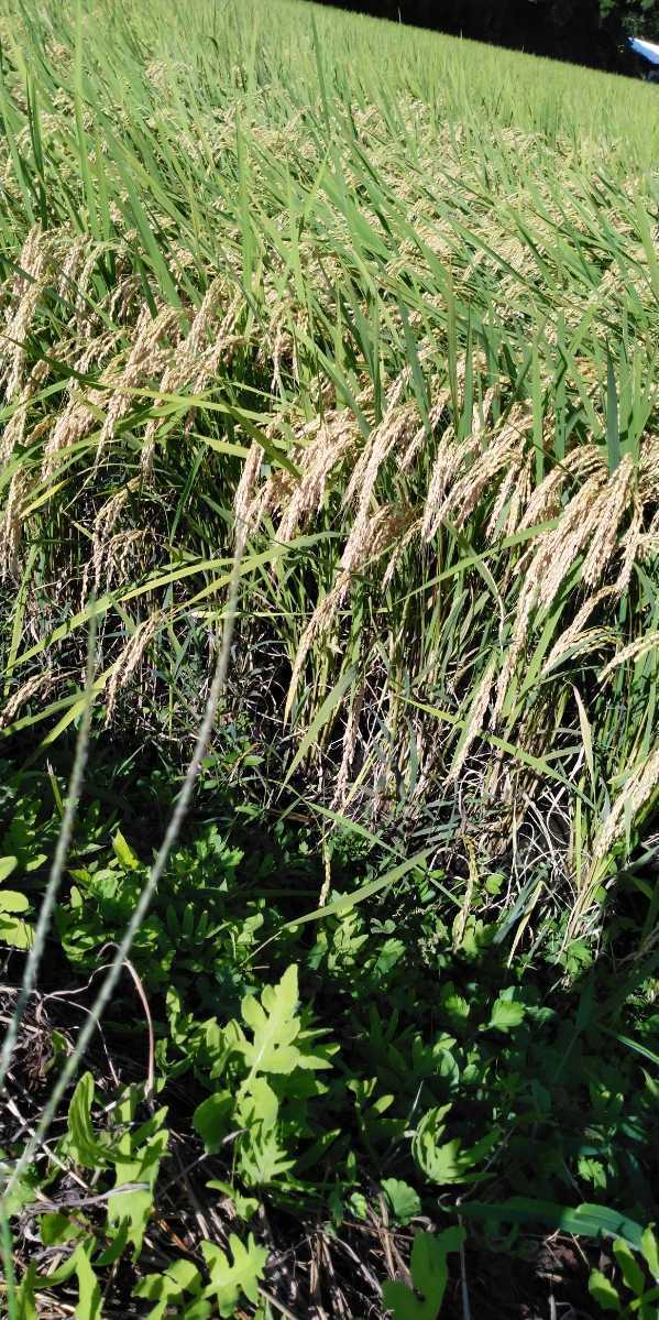 栃木県特一等米ゆうだい21、25キロ無農薬になります。珍しい無農薬のお米を召し上がって見ませんか。もっちり、甘味、ふっくらのゆうだい21_画像5