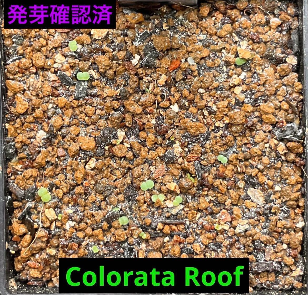 エケベリア Colorata Roof コロラータルーフの種子　30粒　ゴンザレス・レオさんの種子　貴重な種子　多肉植物_画像1