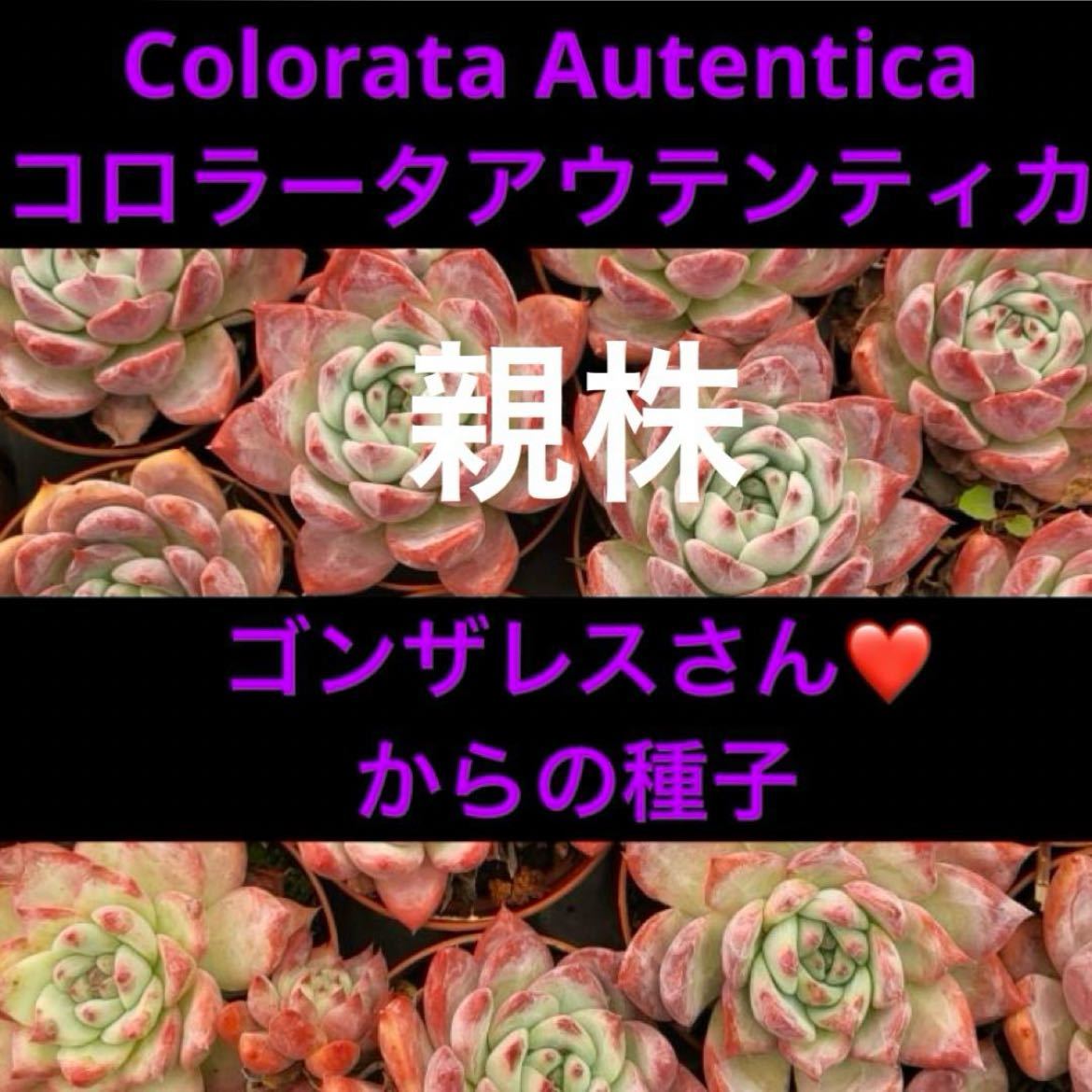 エケベリア属 多肉植物 Colorata Autentica コロラータアウテンティカ　種子　20粒　ゴンザレス・レオさんの種子　貴重品種_画像1