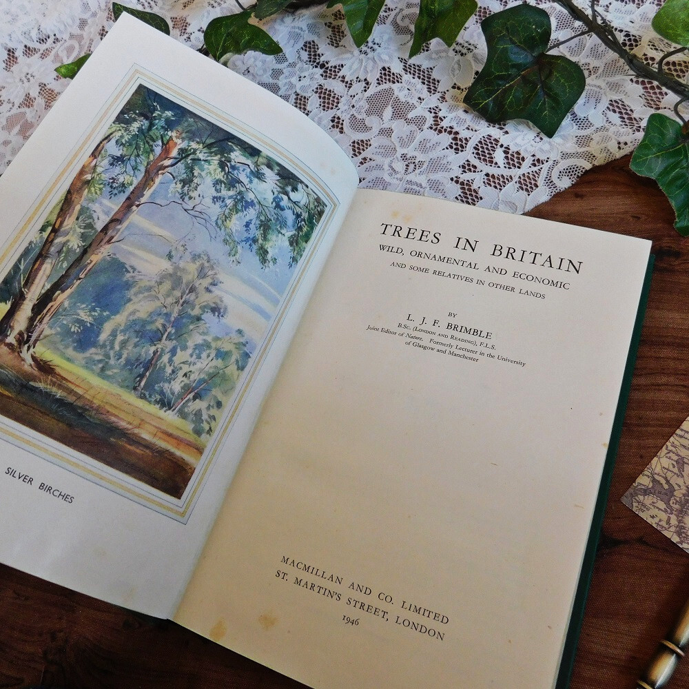 +..。*゜+ 1946年　英国の樹木類の紹介　古書　木　ボタニカルイラスト豊富　アンティークブック　ヴィンテージ本　洋書　古書　イギリス_画像7