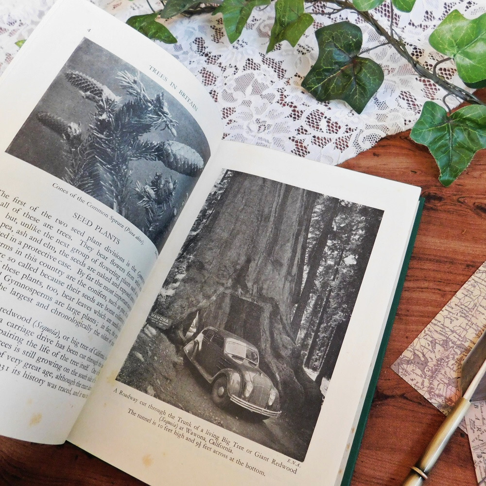 +..。*゜+ 1946年　英国の樹木類の紹介　古書　木　ボタニカルイラスト豊富　アンティークブック　ヴィンテージ本　洋書　古書　イギリス_画像9