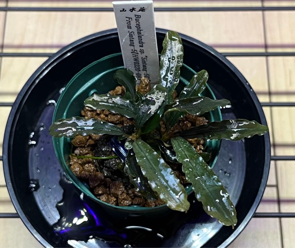 HW便) Bucephalandra sp ”Sintang5-D” from Sintang【HW0220-08 HW便) Bucephalandra sp ”Sintang5-D” from Sintang【HW0220-08