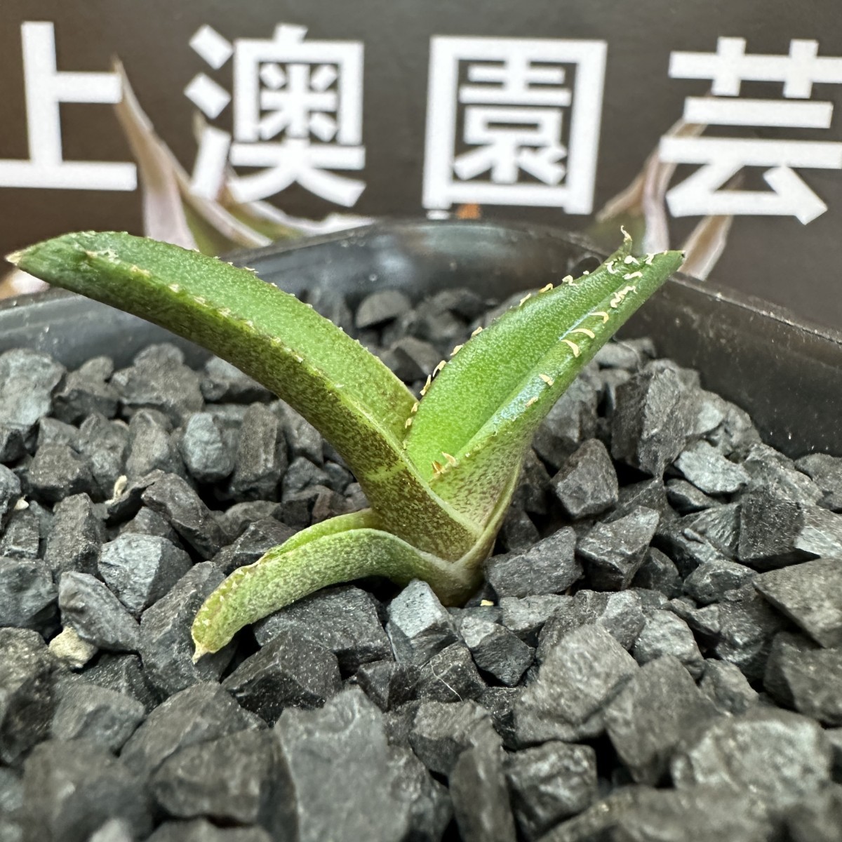 473【上澳園芸】 アガベagave チタノタ 白豪棘 特選 優良血統 TC株_画像5