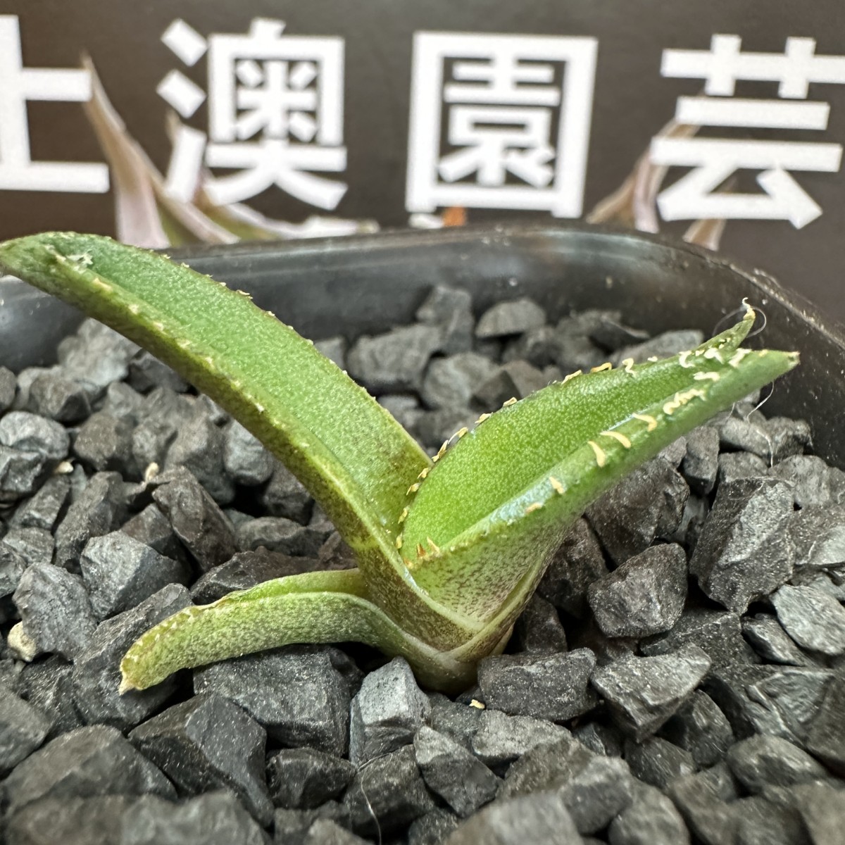 473【上澳園芸】 アガベagave チタノタ 白豪棘 特選 優良血統 TC株_画像3