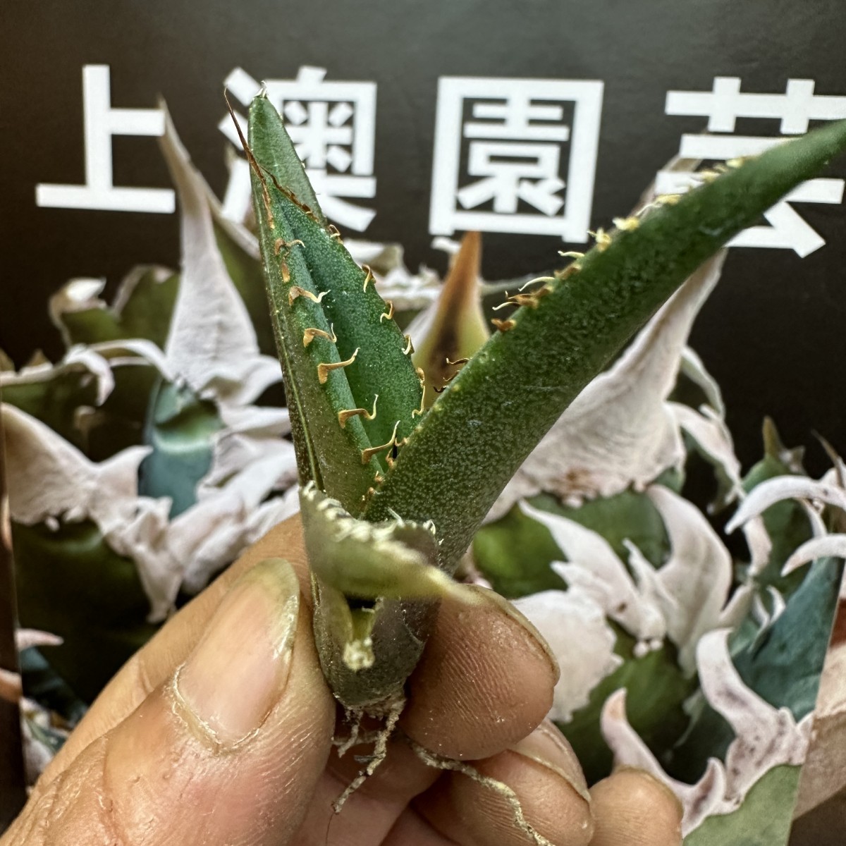 599【上澳園芸】 アガベagave チタノタ 蜘蛛 クモ 特選 優良血統 TC株 (検皇冠 蚩尤 星空 麻花龍 ）_画像4