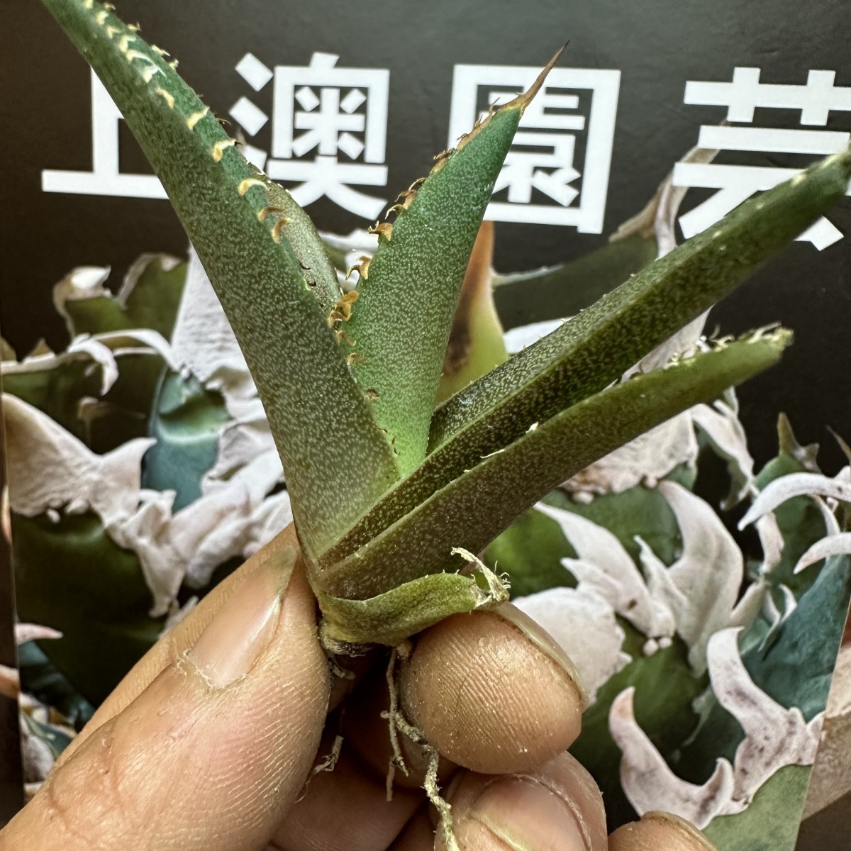 599【上澳園芸】 アガベagave チタノタ 蜘蛛 クモ 特選 優良血統 TC株 (検皇冠 蚩尤 星空 麻花龍 ）_画像7